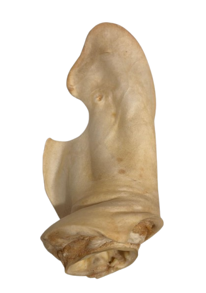 Oreja de Vaca Mediana